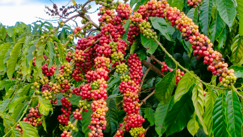 Top 3 'ông lớn' nhập khẩu cà phê nhiều nhất của Việt Nam, bất ngờ nước thứ 3