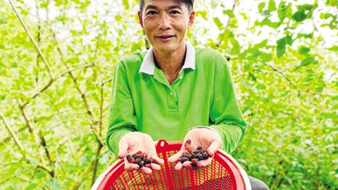 Chuyển đất lúa sang trồng dâu tằm nâng cao thu nhập 