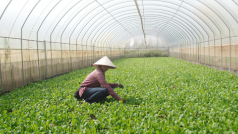 Hà Nội có 1.498 hợp tác xã nông nghiệp