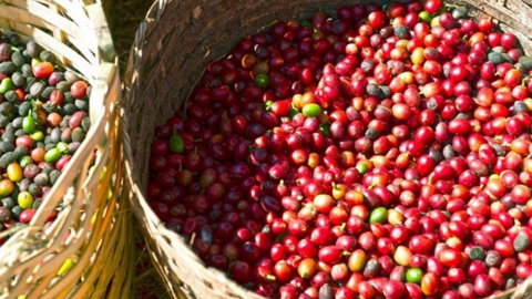 Lượng cà phê xuất khẩu toàn cầu tăng mạnh gây áp lực lên giá cà phê