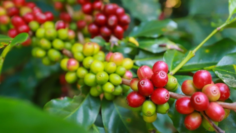 Robusta lại vượt kỷ lục, vụ thu hoạch của Việt Nam có thể không đúng hạn