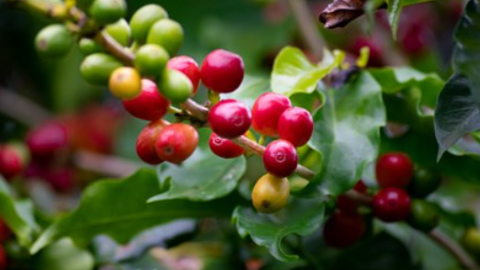 Robusta bật tăng mạnh, lợi thế lớn cho cà phê Việt Nam