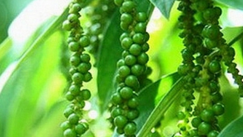 Giá tiêu đồng loạt giảm, nhu cầu khá yếu ở các nước nhập khẩu tiêu lớn
