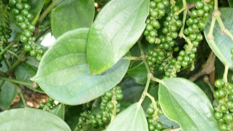 Giá tiêu còn biến động, khuyến cáo doanh nghiệp có thể mua dần, tránh dồn dập