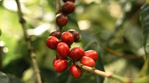 Cà phê bị đẩy mạnh bán ra, chỉ còn Đắk Nông giữ giá cà phê cao nhất hôm nay