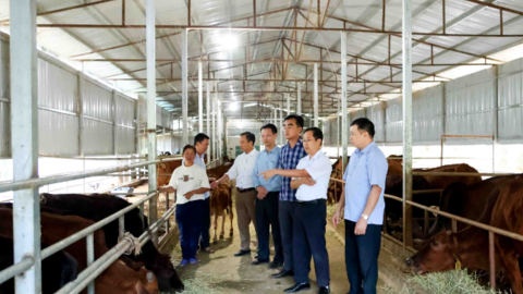 Than Uyên quan tâm phát triển kinh tế tập thể