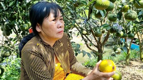 Trà Vinh:  Cam sành còn 2.000 đồng/kg, nông dân lỗ nặng 