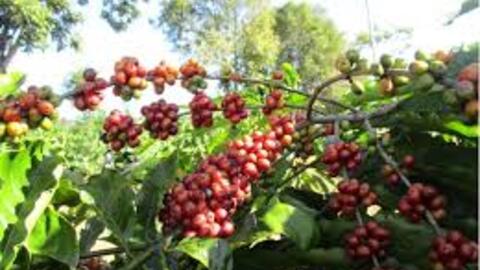 Sắc xanh trở lại với thị trường cà phê trong nước và thế giới