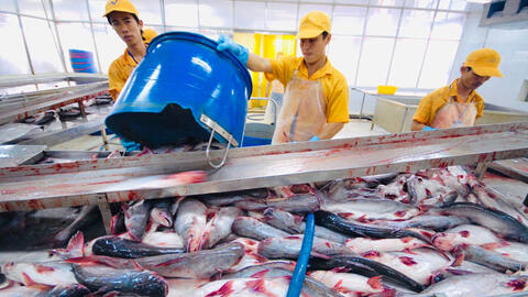 Xuất khẩu cá tra năm 2024 có thể vượt 2 tỷ USD
