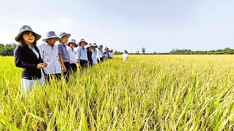 Phối hợp đồng bộ thực hiện hiệu quả Ðề án 1 triệu héc-ta lúa chất lượng cao 