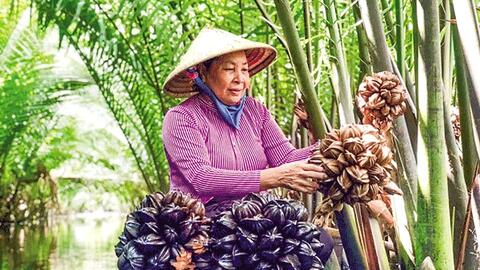 Chèo xuồng hái dừa nước kiếm tiền triệu mỗi ngày 
