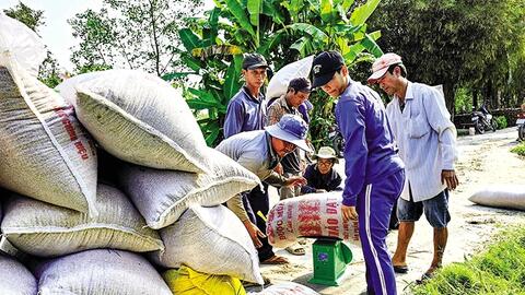 Ngành lúa gạo hướng đến nâng cao chuỗi giá trị và phát triển bền vững 