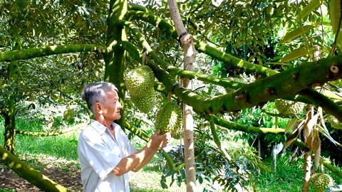 Phong Điền thu hoạch hơn 19.000 tấn trái cây 