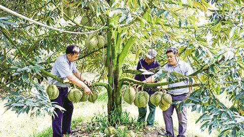 Tiền Giang triển khai nhiều giải pháp xuất khẩu trái cây bền vững 