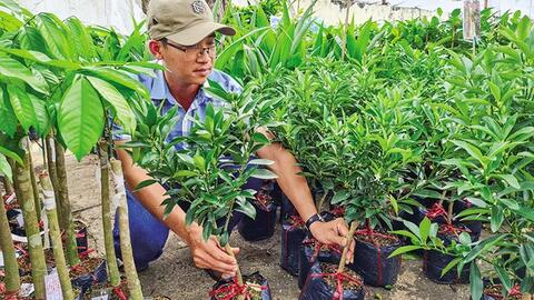 Bảo vệ vườn cây ăn trái trong mùa mưa, bão 