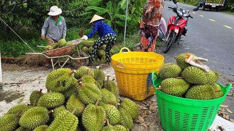 Để ngành sầu riêng phát triển bền vững 