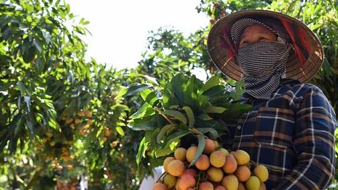 Lô vải thiều đầu vụ xuất Nhật, thị trường rộng cửa đầu ra