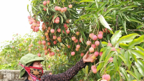 Hải Dương tăng tốc xúc tiến tiêu thụ vải thiều 2025