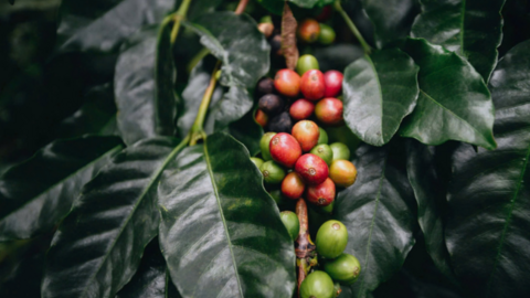 Giá cà phê Arabica giảm hơn 4,6% xuống mức 6.864 USD/tấn