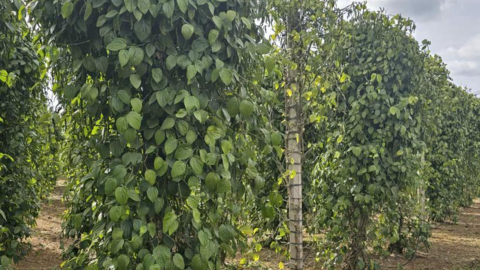 Giá tiêu hôm nay 28/6/2025: trong nước duy trì đà tăng