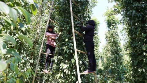 Giá tiêu hôm nay 29/6/2025: trong nước tiếp đà tăng cao