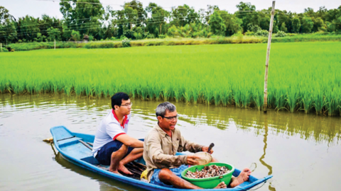 “Mê” trồng lúa hữu cơ