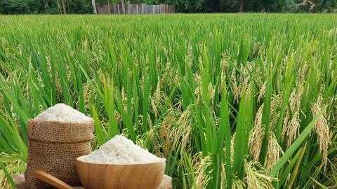 Giá lúa gạo hôm nay ngày 4/7/2025: Lúa tươi chững giá, gạo bình ổn
