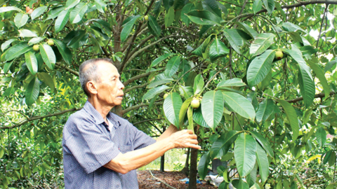 Vượt khó, làm giàu từ cây măng cụt