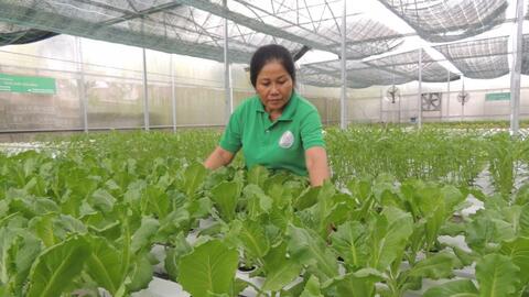 Thành lập Mạng lưới Doanh nghiệp thích ứng với biến đổi khí hậu khu vực ĐBSCL 