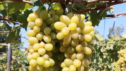 Ninh Thuận tăng khả năng cạnh tranh cho sản phẩm OCOP