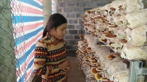 Thành công từ mô hình sản xuất nấm sạch theo tiêu chí OCOP