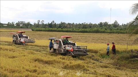 Xây dựng và phát triển bộ giống lúa mang thương hiệu giống Vĩnh Long