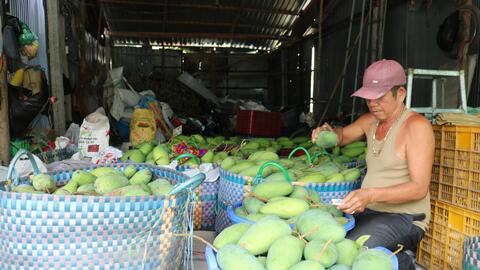 Giá trái xoài tăng trở lại 