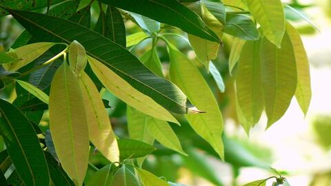Màng bọc thực phẩm chiết xuất từ lá xoài
