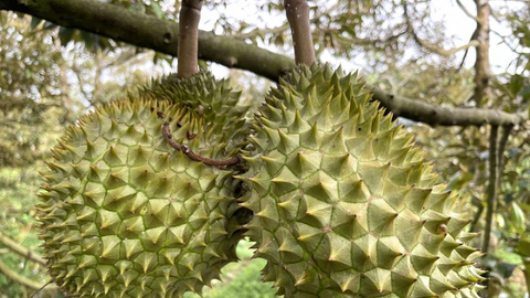 Sầu riêng Ri6 đắt hàng tại Úc