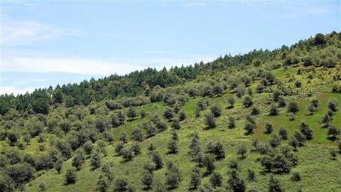 Khó khăn tìm đầu ra cho quả sơn tra ở vùng cao Sơn La