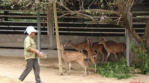 Chị Hà Thị Dựa khởi nghiệp thành công từ mô hình nuôi hươu sao