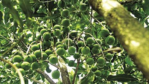 Kbang – vùng đất lành cho cây mắc ca