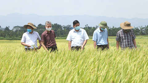 Hà Nội - Phát triển vùng sản xuất lúa gạo chất lượng cao