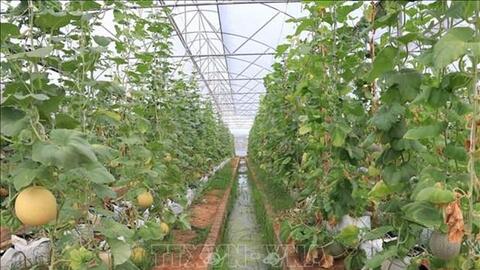 Trồng dưa lưới trong nhà màng: Hiệu quả cao nhưng khó mở rộng diện tích