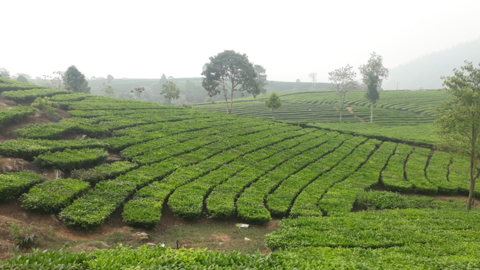 Tân Uyên làm gì để nâng cao thu nhập cho người dân?