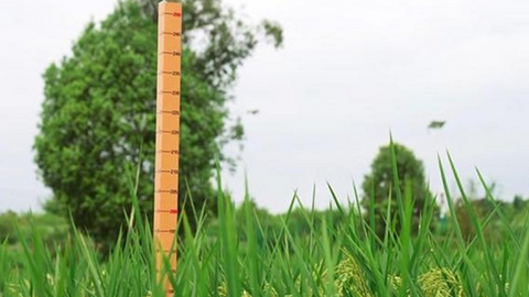 Trung Quốc trồng thành công lúa khổng lồ cao 2m