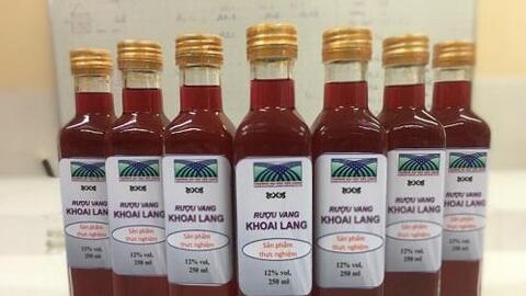 Công nghệ sản xuất rượu vang từ củ khoai lang tím