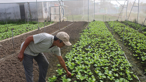 Long An: Chuyển đổi cây trồng thích ứng với biến đổi khí hậu