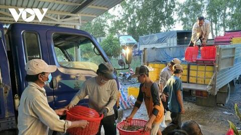 Tổ chức lại sản xuất, tiêu thụ nông sản bài bản hơn