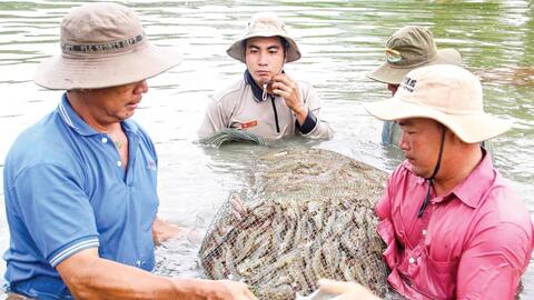 Ngành tôm vượt khó, không để đứt gãy chuỗi cung ứng 