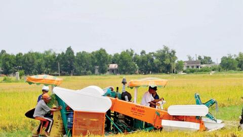 Được mùa lúa hè thu