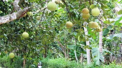 Người trồng thanh trà “chật vật” lo đầu ra