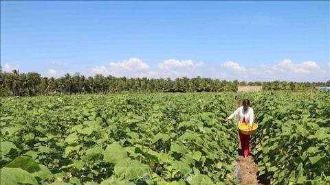 Trà Vinh chuyển đổi gần 1.890 ha sang cây trồng có hiệu quả