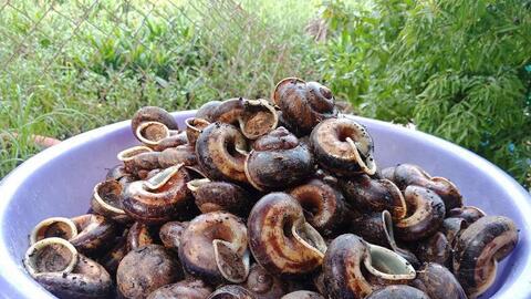 Tây Ninh: Mãng cầu lao đao vì dịch, thà bán lỗ còn hơn để rụng